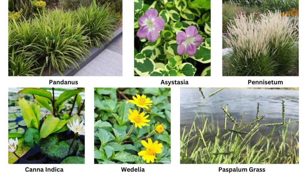 Bog Plant Varieties