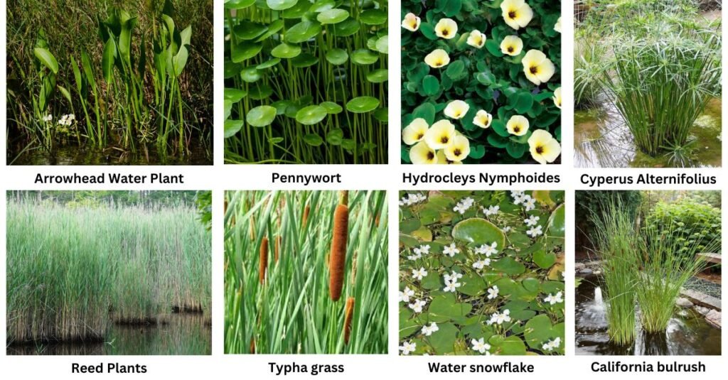 Marginal Plant Varieties