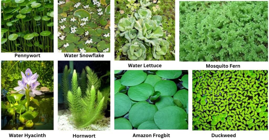 Floating Plant Varieties