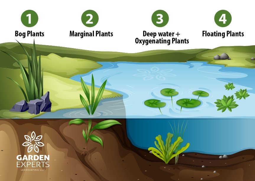 Pond Plant Zones